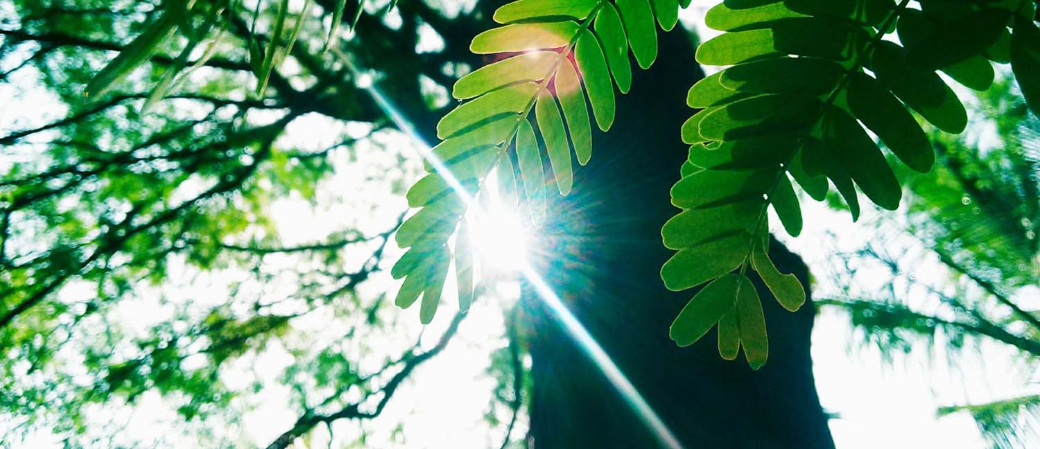 Bild Sonnenstrahlen durch baum